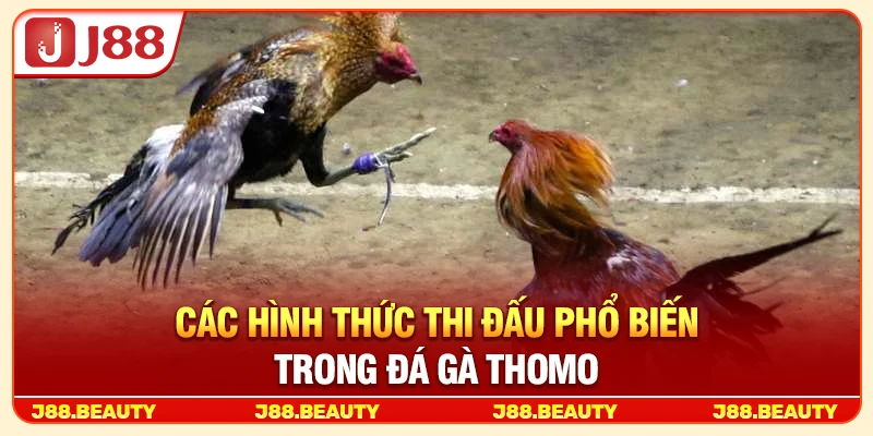 Đá Gà Thomo: Trường Đấu Đỉnh Cao, Kịch Tính Đến Từng Phút 3 Các hình thức thi đấu phổ biến trong đá gà Thomo