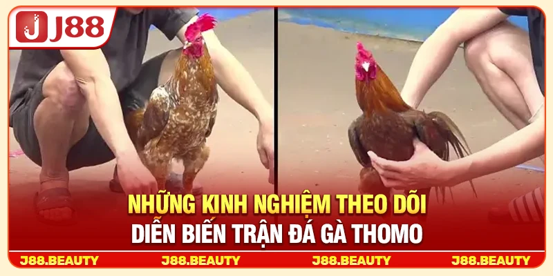 Đá Gà Thomo: Trường Đấu Đỉnh Cao, Kịch Tính Đến Từng Phút 4 Những kinh nghiệm theo dõi diễn biến trận đá gà Thomo