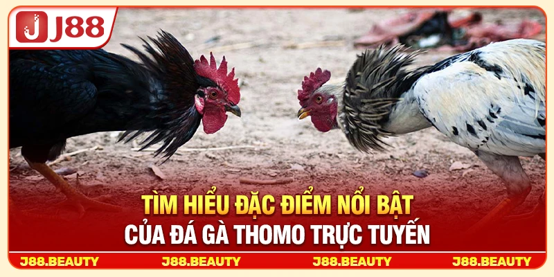 Đá Gà Thomo: Trường Đấu Đỉnh Cao, Kịch Tính Đến Từng Phút 2 Tìm hiểu đặc điểm nổi bật của đá gà Thomo trực tuyến